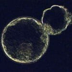 Early Hatching Embryo