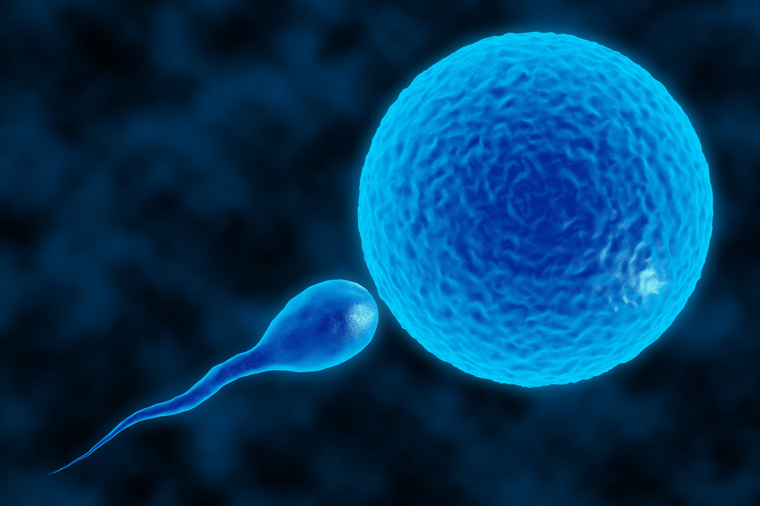 3d Illustration Of Sperm And Fertile Human Egg Fecundation Insemination Concept In Vitro